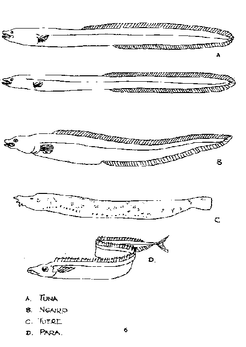 Black and white sketched diagram of four fish.