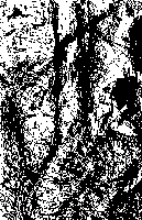 Charcoal sketch of a figure amongst trees.