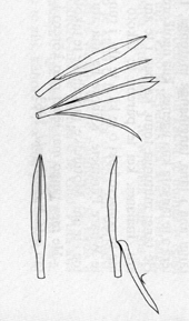 Sketch of four leaves that have been split.