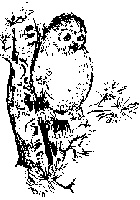Black and white sketch of owl.