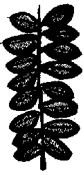 Sketch of branch with leaves.