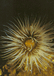 Yellow sea anemone-like koiora moana.