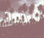 sepia-toned photograph, palm trees in the South Pacific
