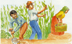 Three people harvesting food crops.