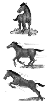 Three images of a horse walking, running and jumping.
