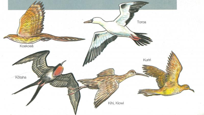 drawing of five birds